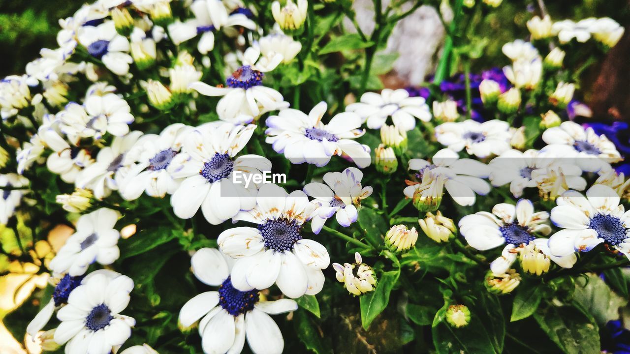 CLOSE-UP OF PURPLE FLOWERS BLOOMING OUTDOORS