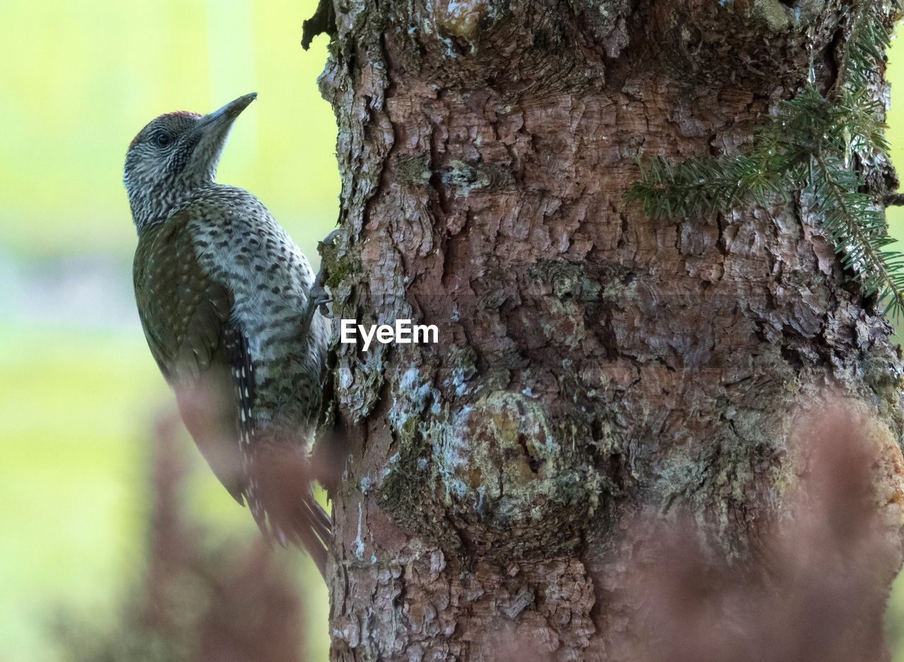 CLOSE-UP OF A BIRD PERCHING ON TREE TRUNK