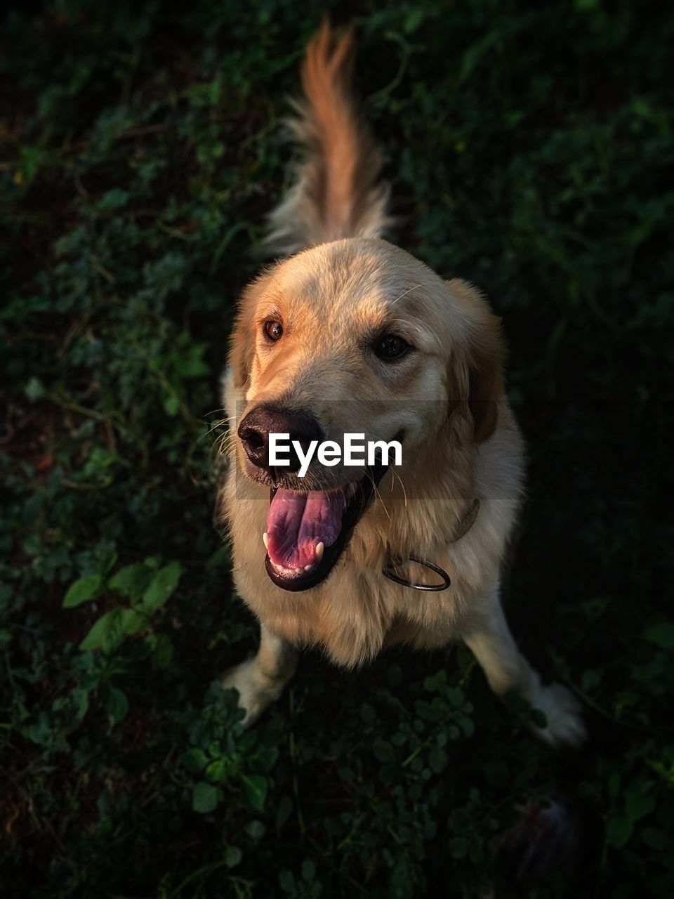 Portrait of dog on field