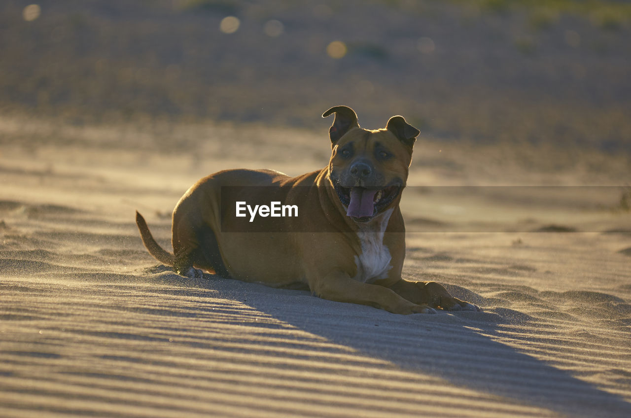 VIEW OF A DOG LOOKING AWAY