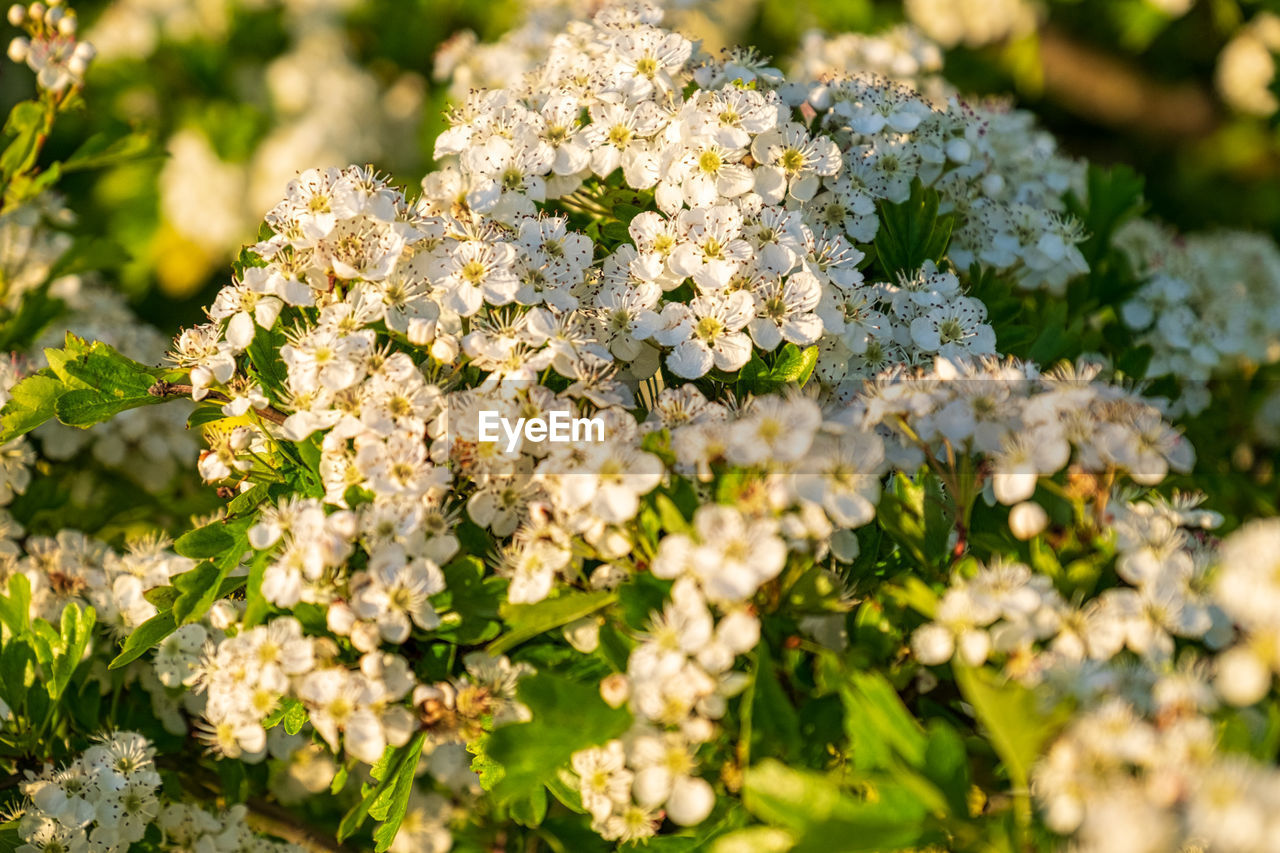 Close-up of white flowering plant