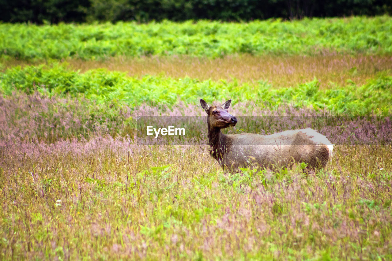 Side view of elk in a field.