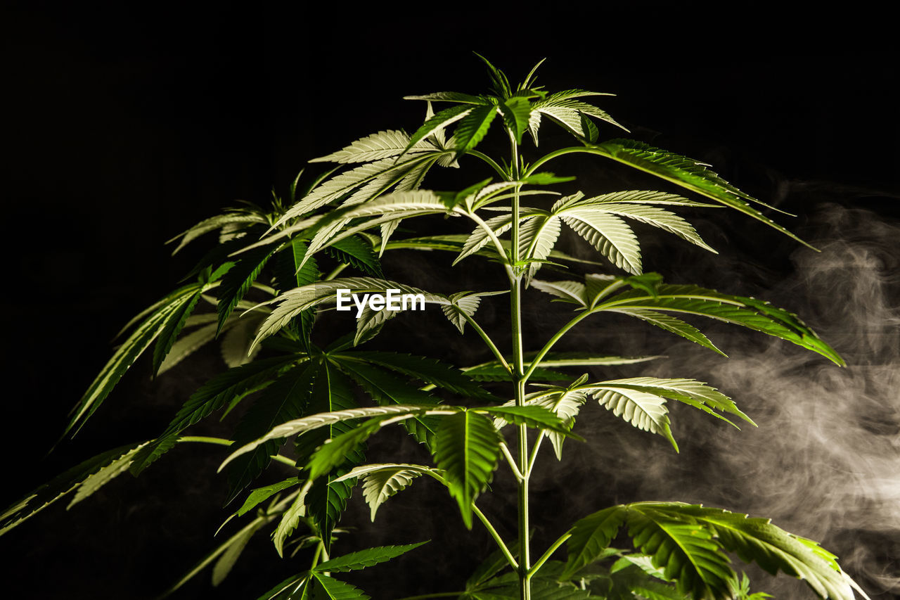 CLOSE-UP OF PLANT AGAINST BLACK BACKGROUND