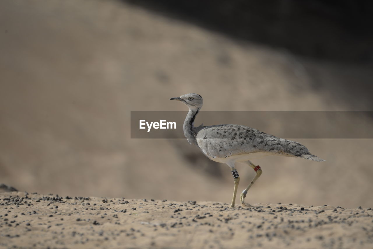 Bustard standing on the sand