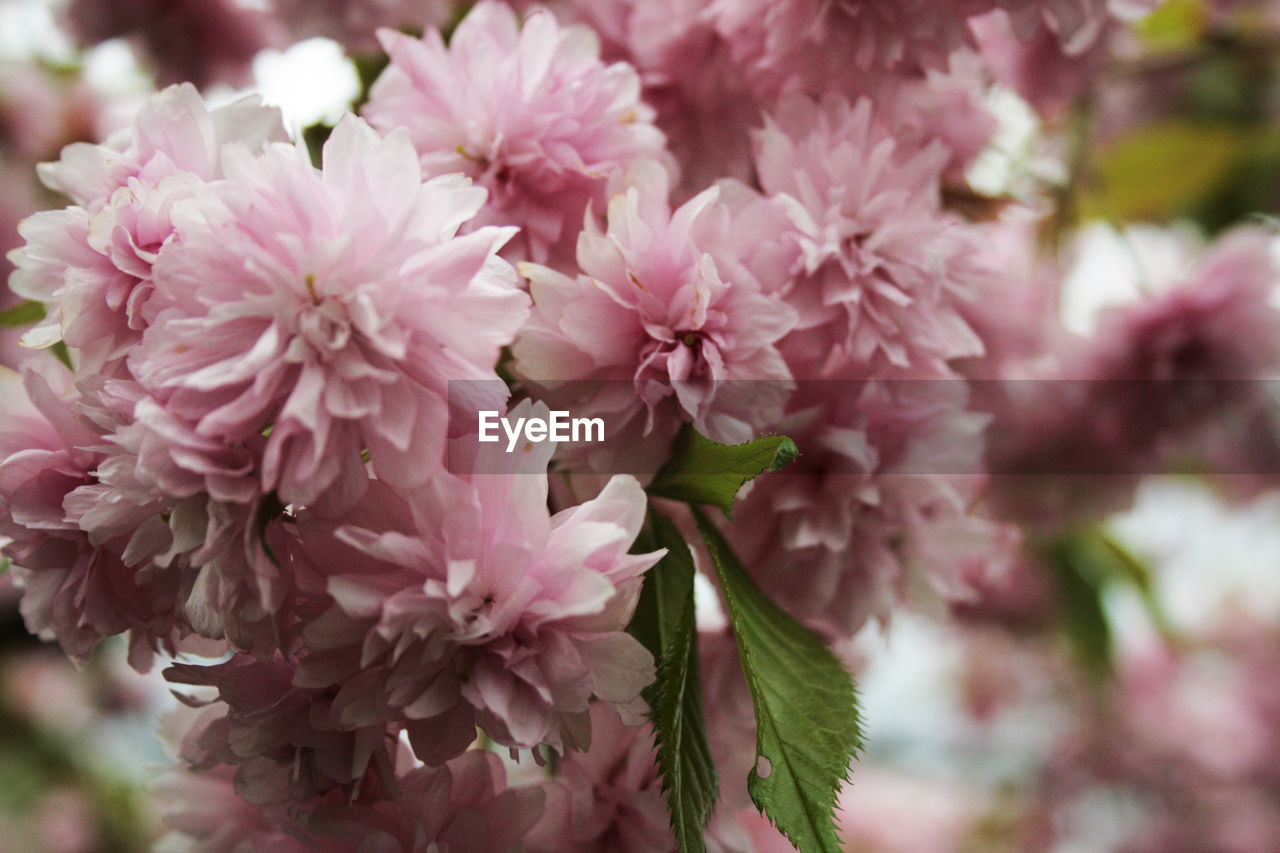 CLOSE-UP OF PINK FLOWER