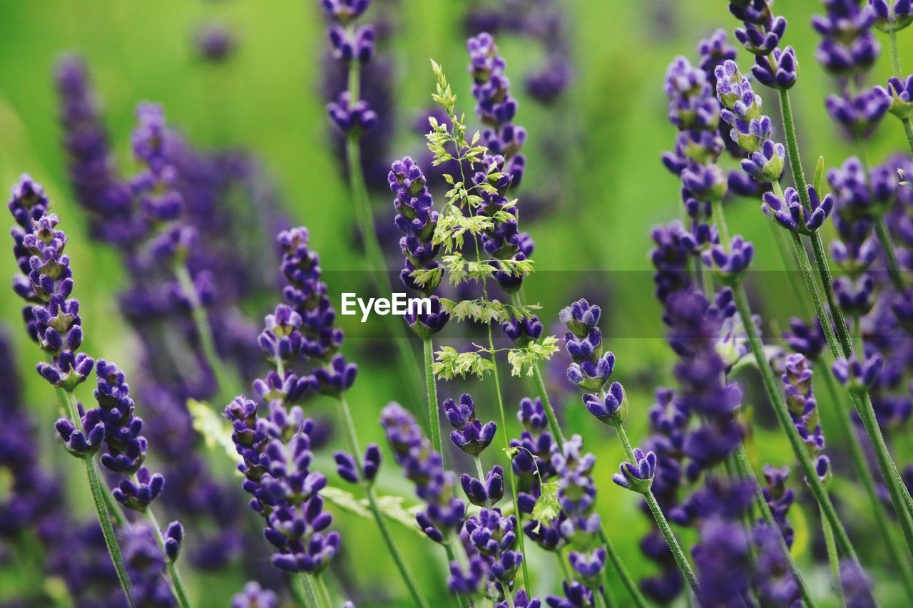 CLOSE-UP OF PURPLE FLOWERING PLANTS OUTDOORS