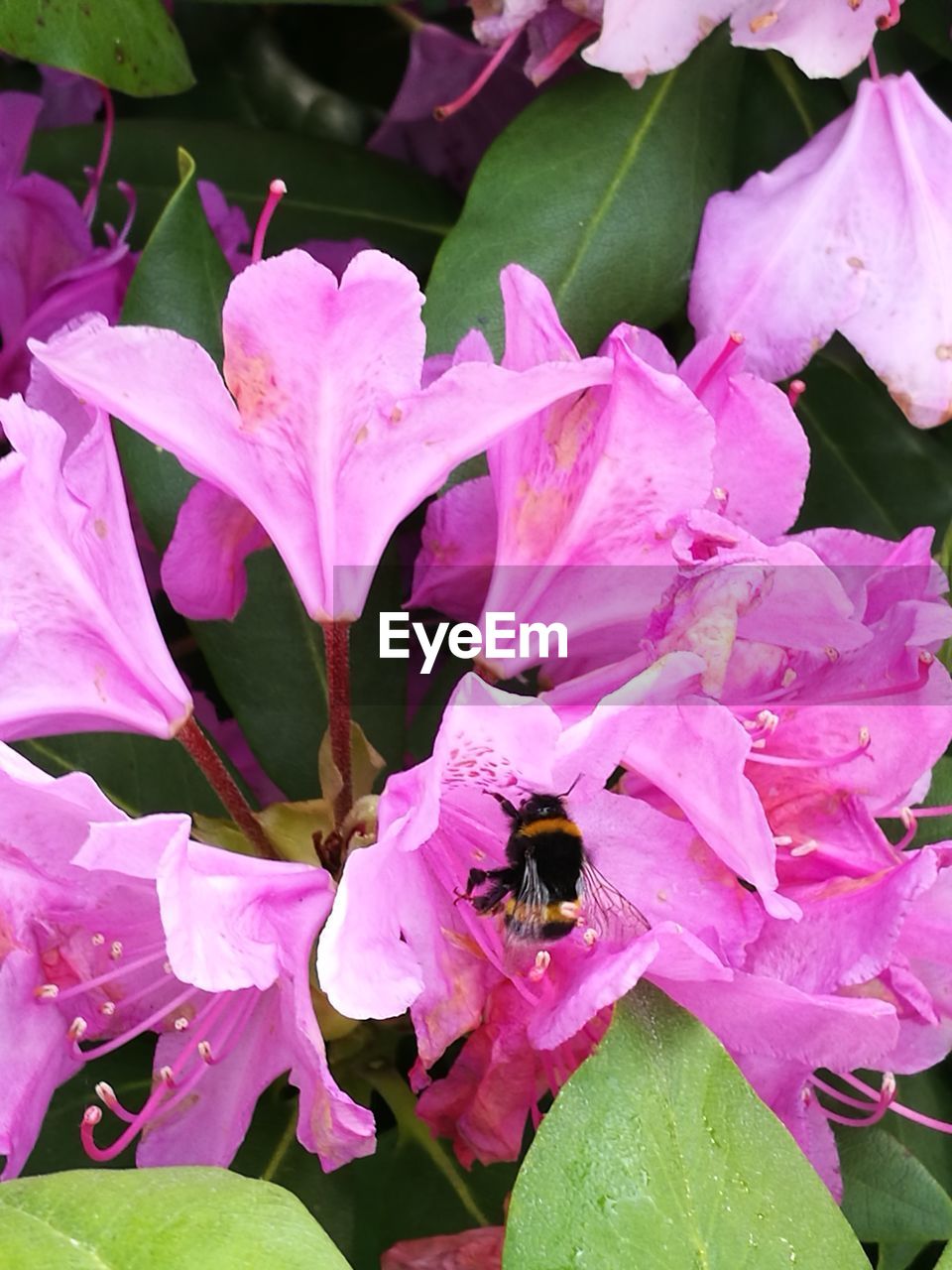 CLOSE-UP OF BEE POLLINATING ON PINK FLOWER