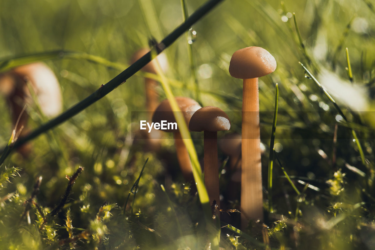 CLOSE-UP OF MUSHROOMS ON FIELD