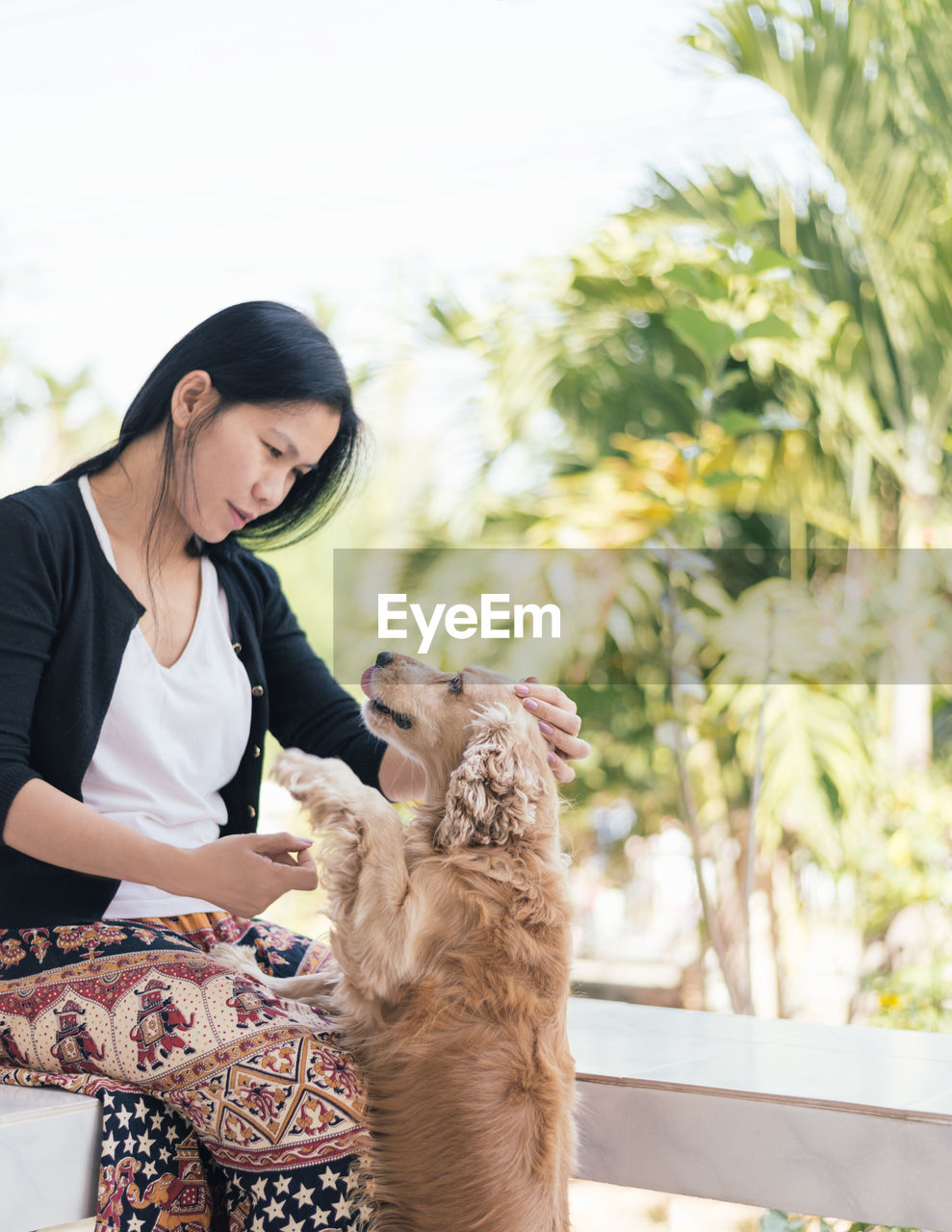 English cocker spaniel rearing up by woman