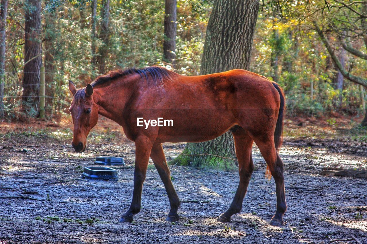 HORSE STANDING BY TREES IN FOREST