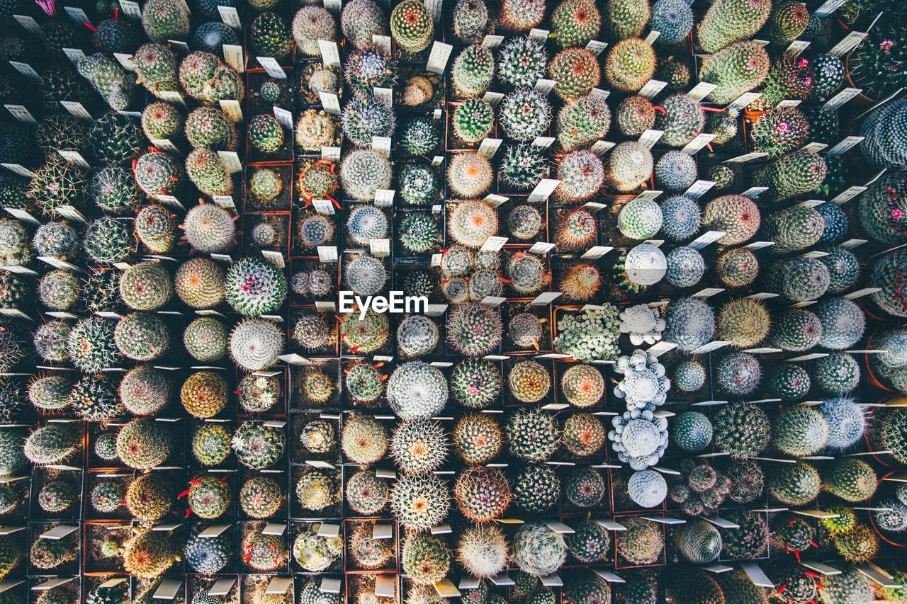 Full frame shot of various potted cactuses arranged in greenhouse