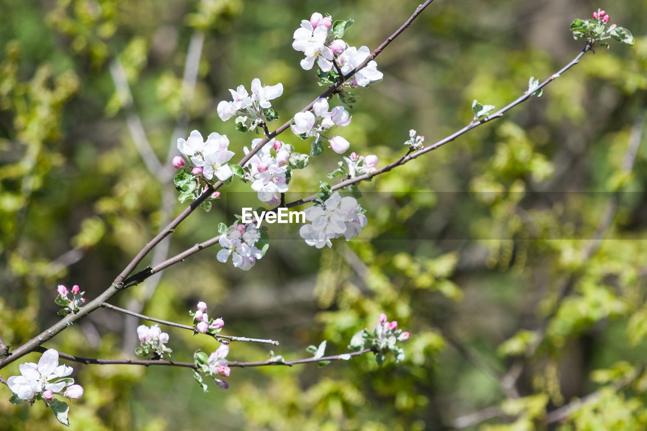 plant, flower, flowering plant, tree, blossom, beauty in nature, nature, springtime, freshness, fragility, growth, produce, branch, food, outdoors, focus on foreground, no people, food and drink, close-up, botany, white, flower head, environment, day, inflorescence, spring, cherry blossom, fruit, twig, pink, fruit tree, plant part, selective focus, sunlight, land, tranquility, summer, leaf, landscape