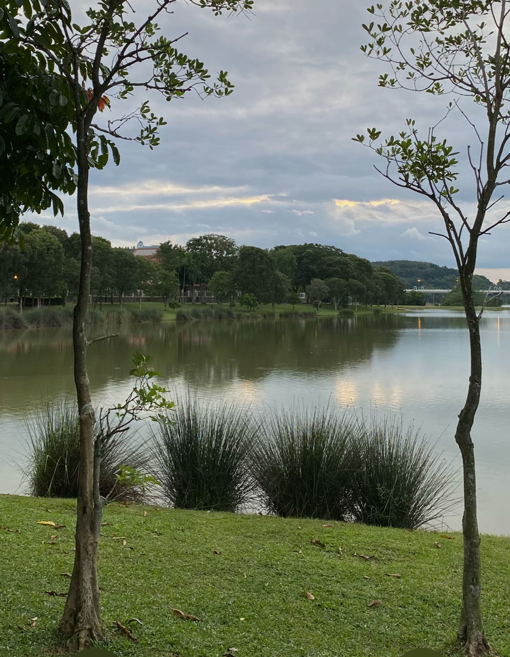 water, plant, tree, lake, tranquility, beauty in nature, nature, scenics - nature, sky, grass, tranquil scene, environment, landscape, reflection, no people, cloud, non-urban scene, travel destinations, outdoors, land, tourism, wetland, travel, lakeshore, body of water, beach, day, green, idyllic, tree trunk, natural environment, trunk, reservoir, rural area, vacation, trip, forest