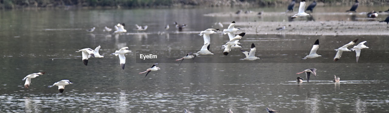 bird, wildlife, animal wildlife, animal themes, animal, water, group of animals, large group of animals, flying, flock of birds, lake, water bird, nature, spread wings, day, no people, flock, mid-air, beauty in nature, seagull, outdoors, panoramic