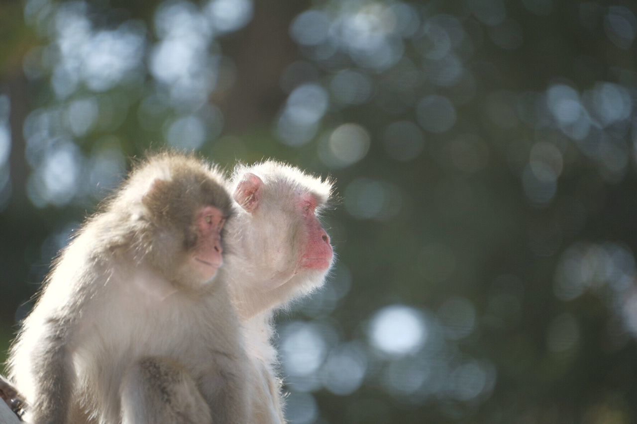 Close-up of monkey