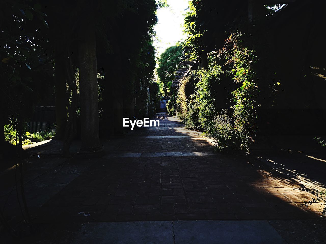 FOOTPATH ALONG TREES