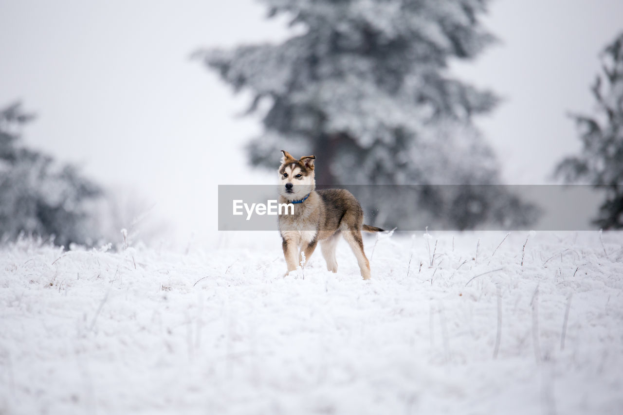 Dog on snow covered tree