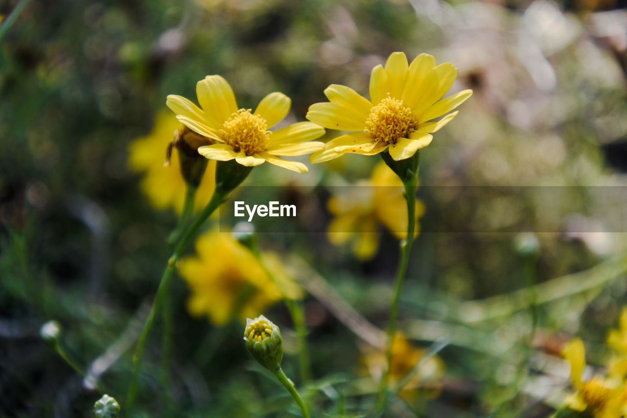 Close-up of yellow flowering plant