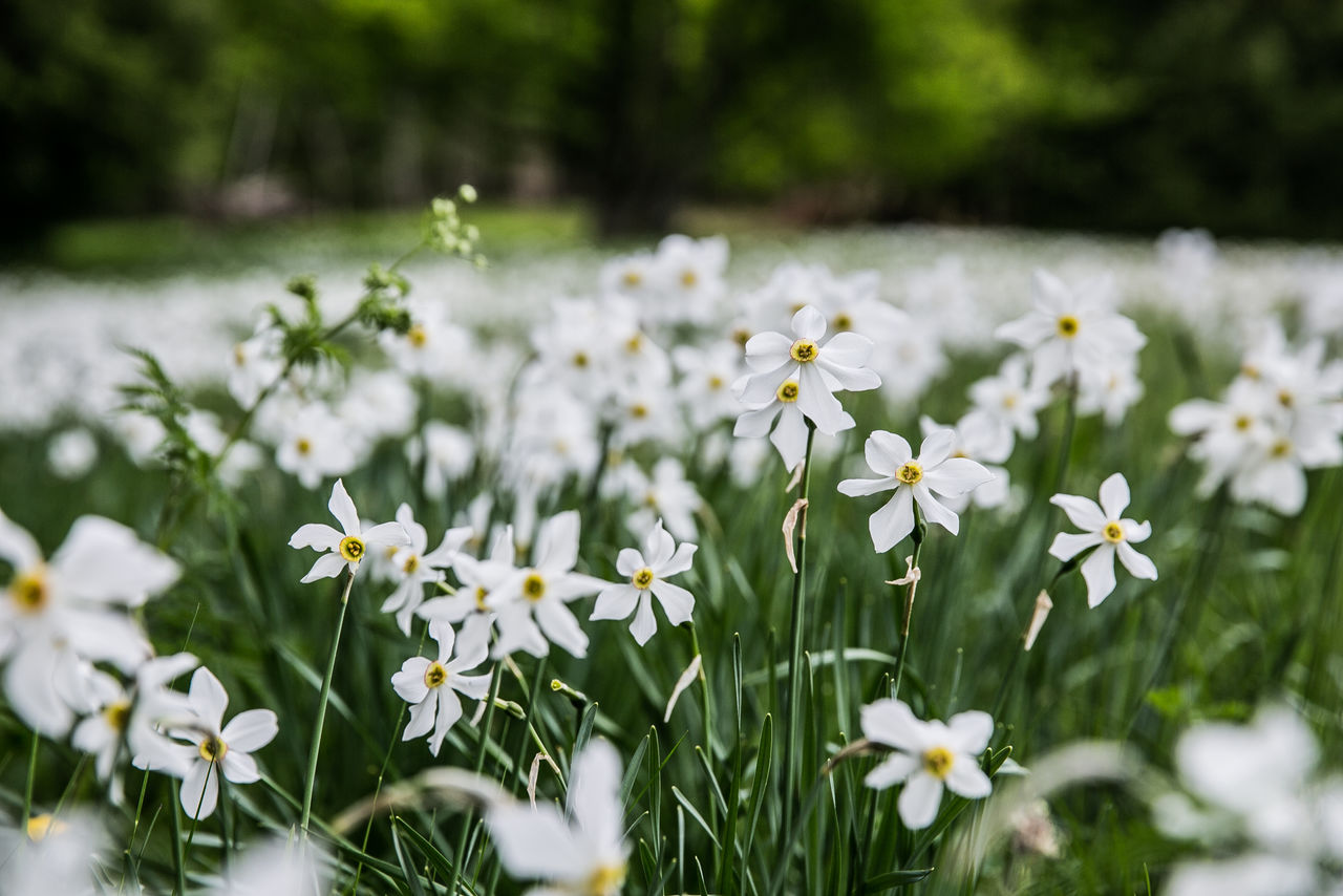 Close-up of white flowering plants on field