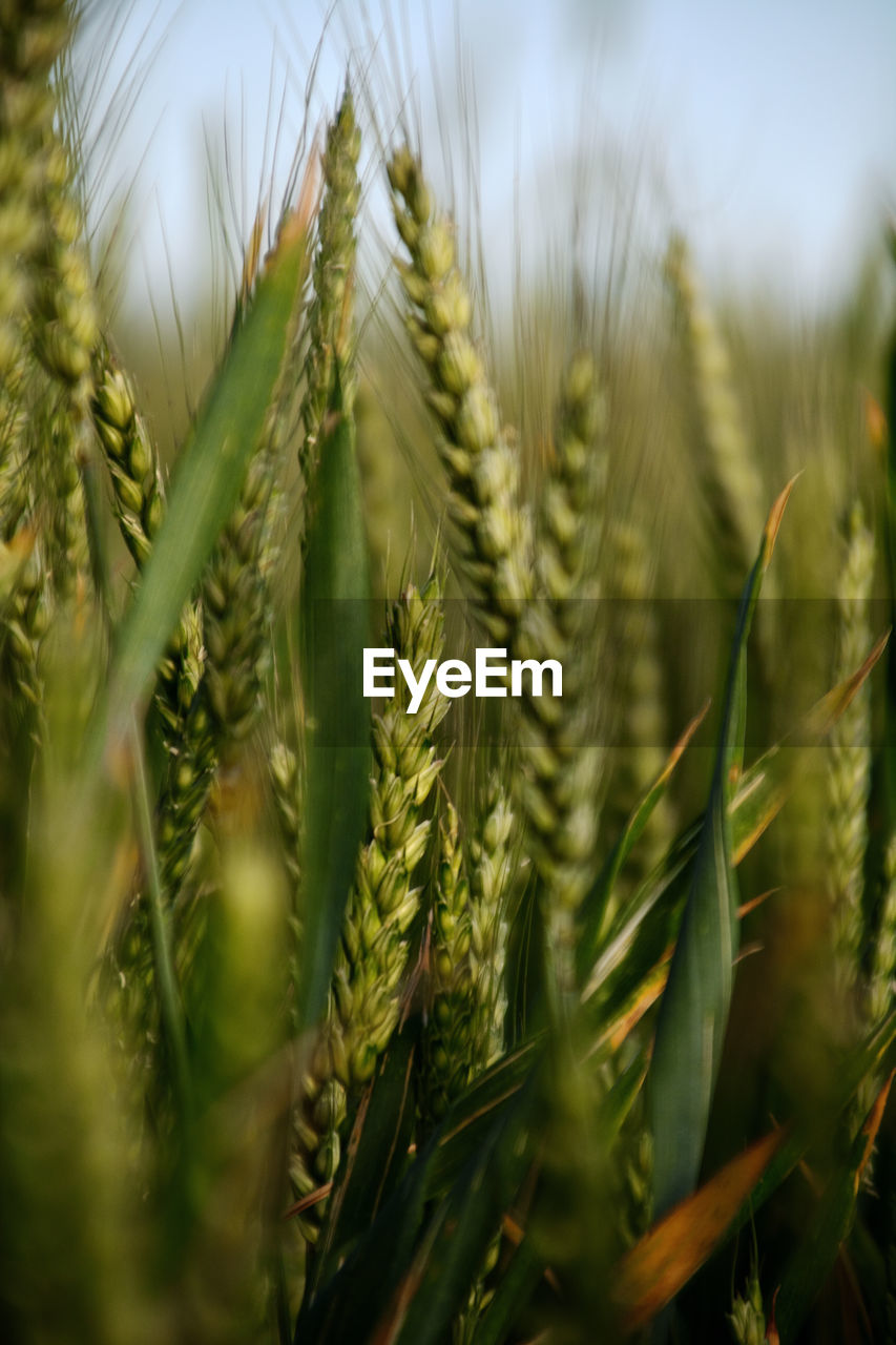 close-up of plants growing on field