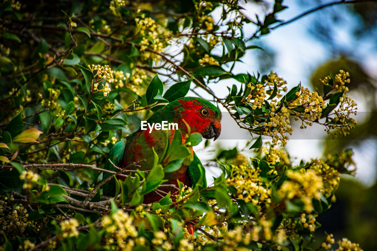 BUTTERFLY PERCHING ON BRANCH