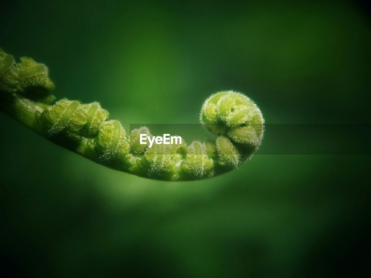 CLOSE-UP OF GREEN FERN