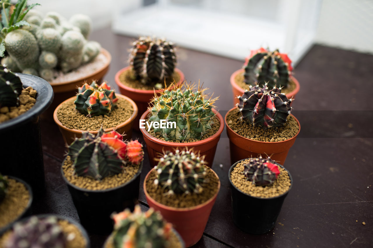 CLOSE-UP OF POTTED CACTUS PLANTS