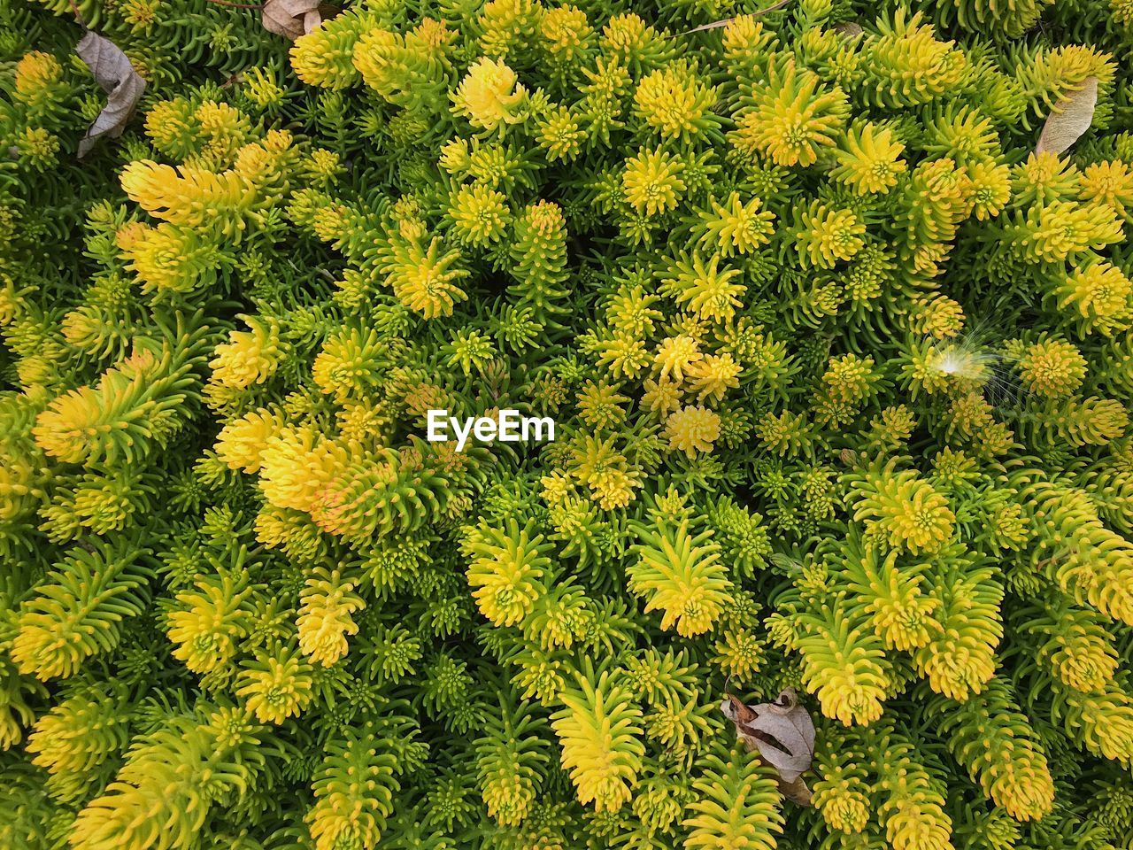 High angle view of plants growing on field