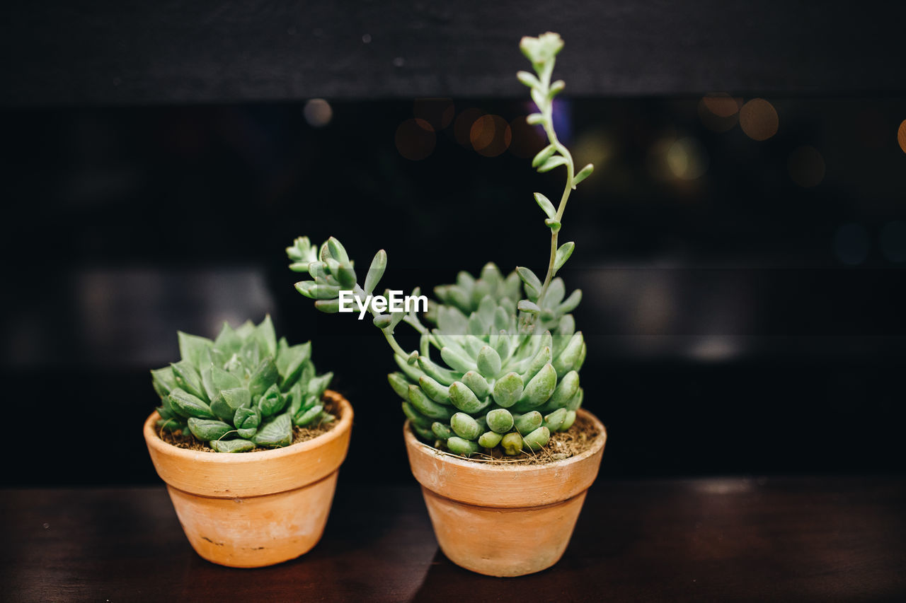 Close-up of potted plant on table