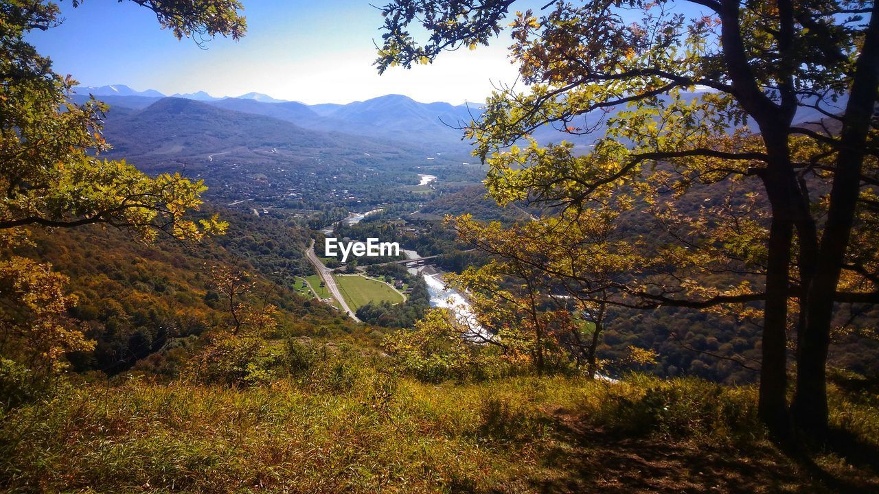 SCENIC VIEW OF FOREST AGAINST SKY