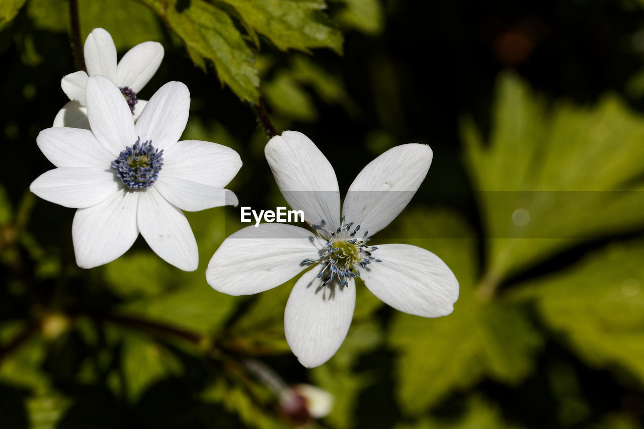 flower, flowering plant, plant, freshness, beauty in nature, nature, blossom, close-up, white, macro photography, petal, flower head, green, wildflower, fragility, inflorescence, growth, no people, focus on foreground, botany, pollen, springtime, outdoors, leaf, summer, plant part, day