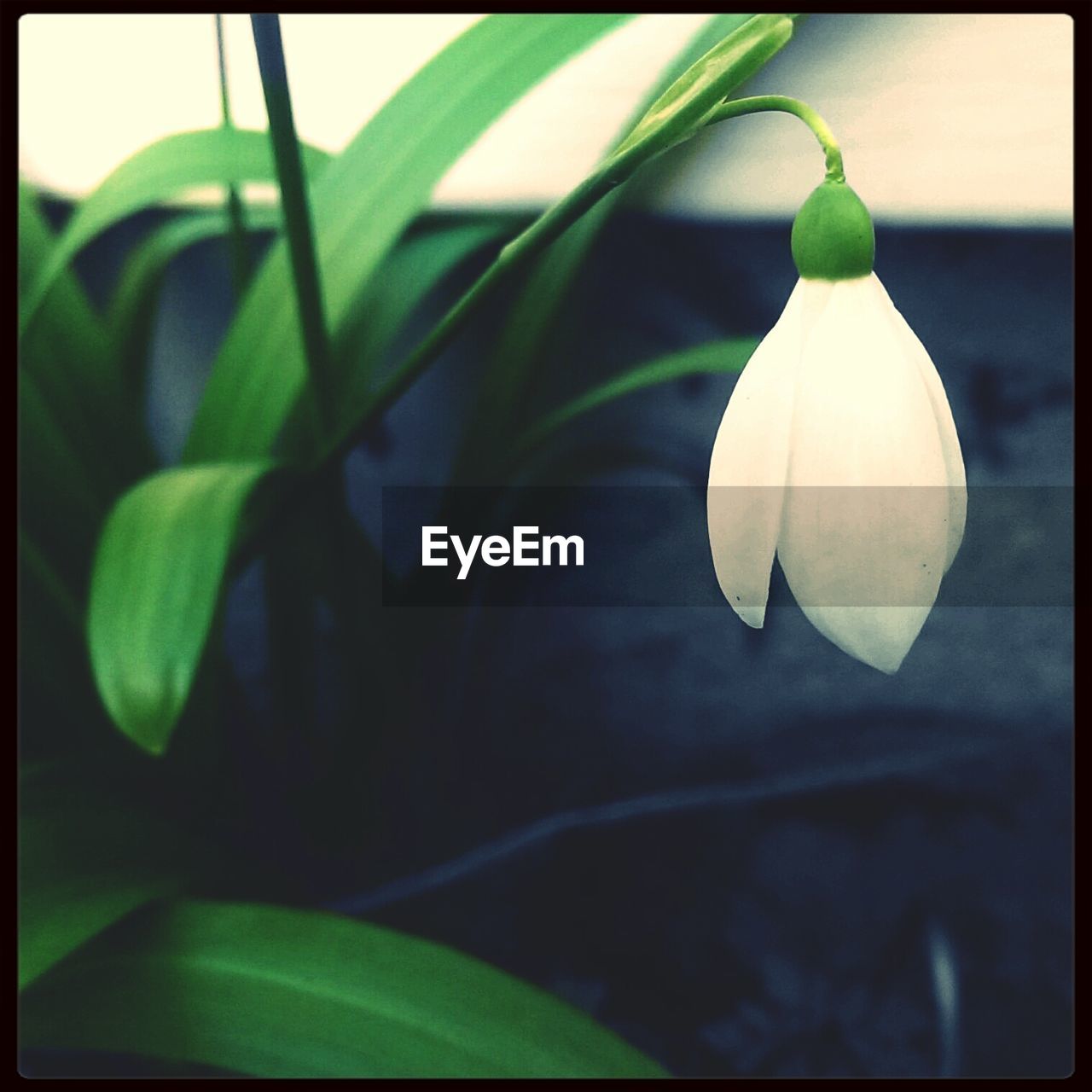 Close-up of white hanging snowdrop