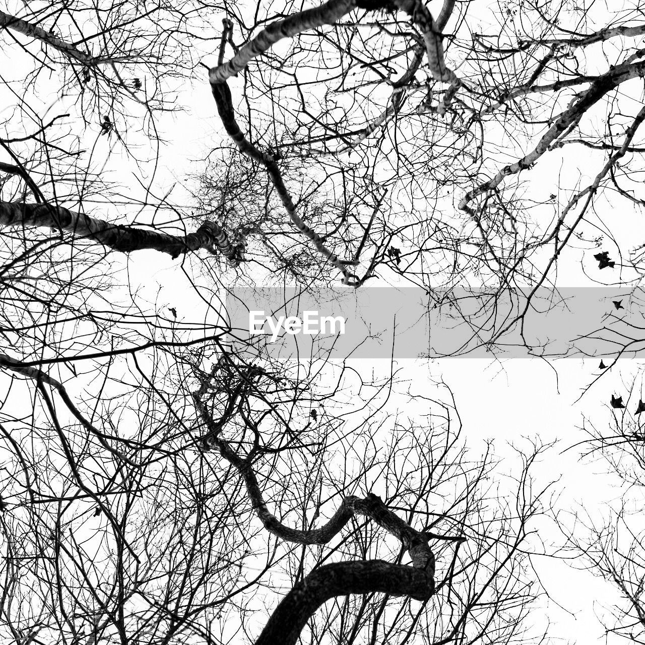 Low angle view of silhouette bare tree against sky