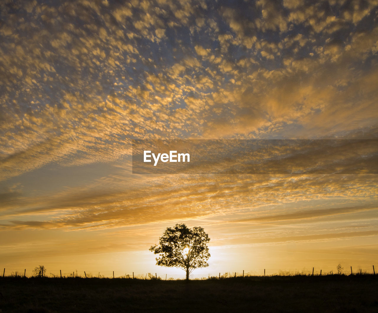 Silhouette trees on field against sky during sunset