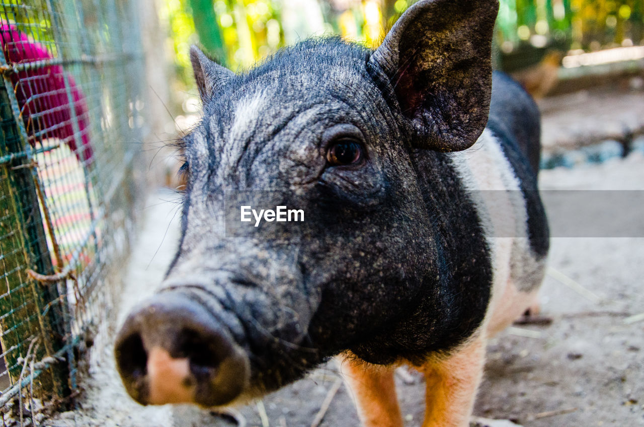 Close-up portrait of pig on field