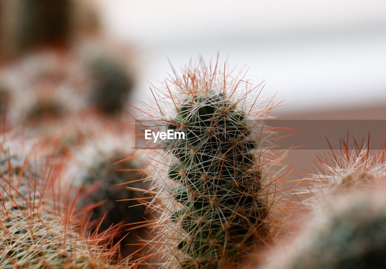 CLOSE-UP OF SUCCULENT PLANT ON FIELD