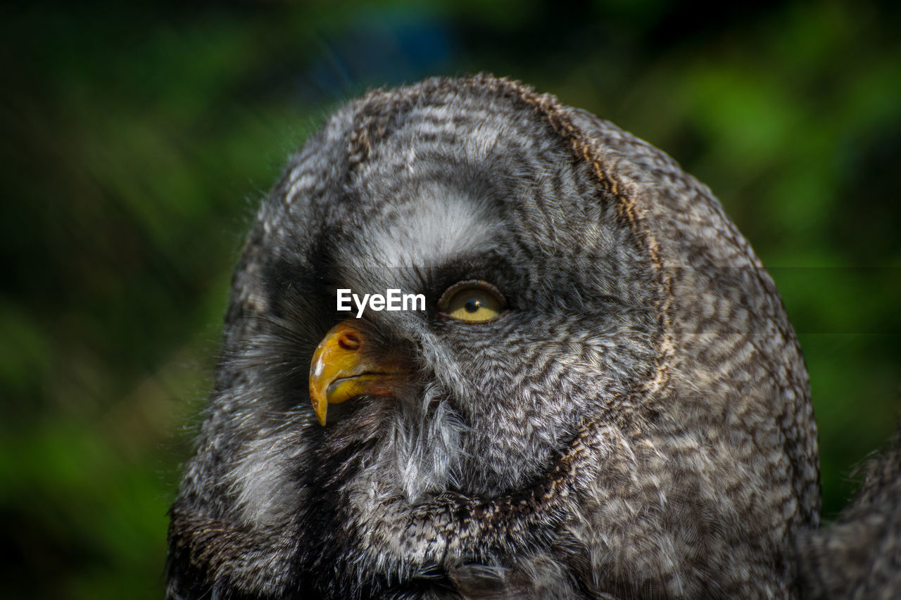 CLOSE-UP OF OWL