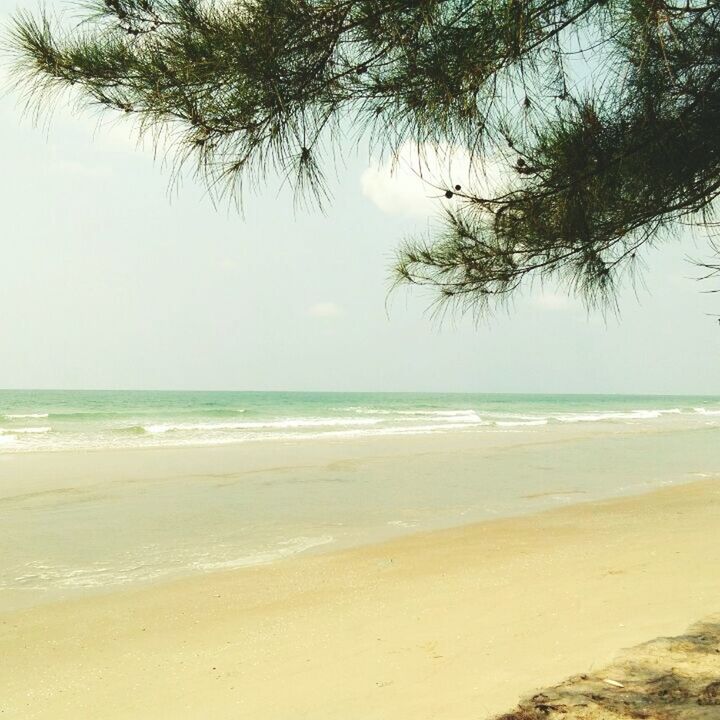 SCENIC VIEW OF PALM TREES ON BEACH