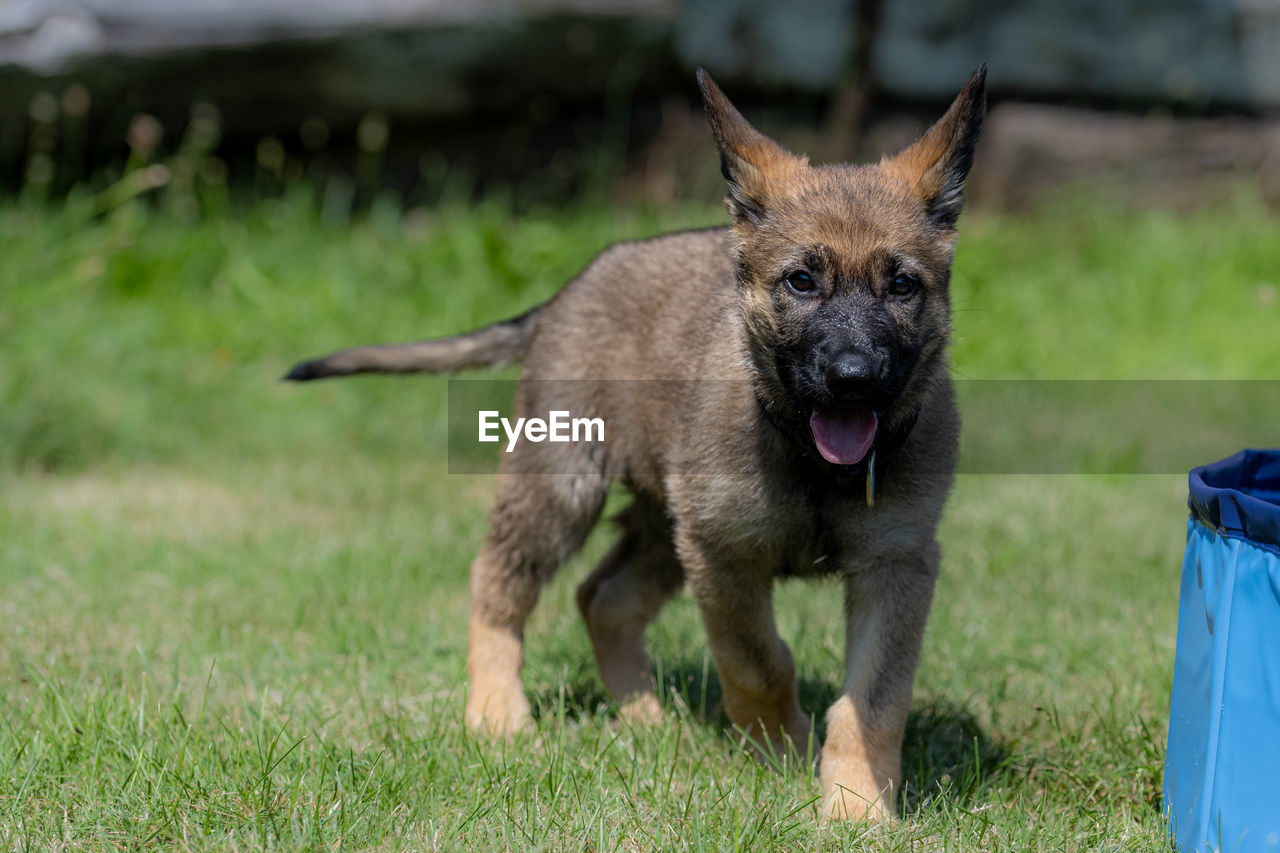 close-up of a dog on field