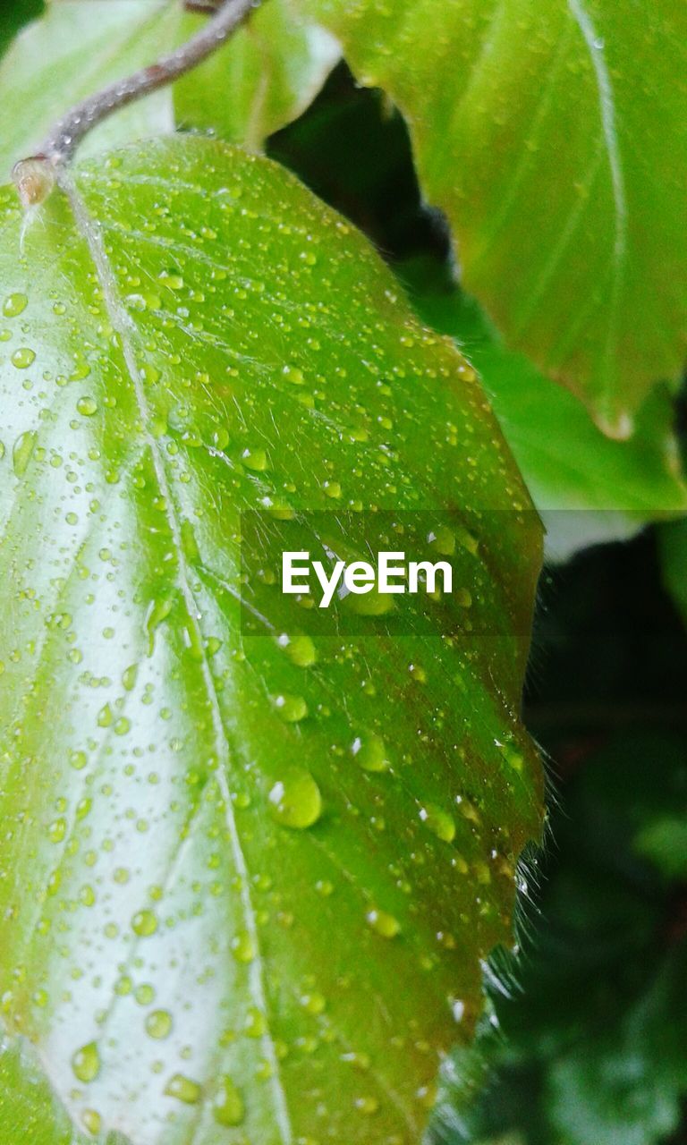 Close-up of dew drops on leaf