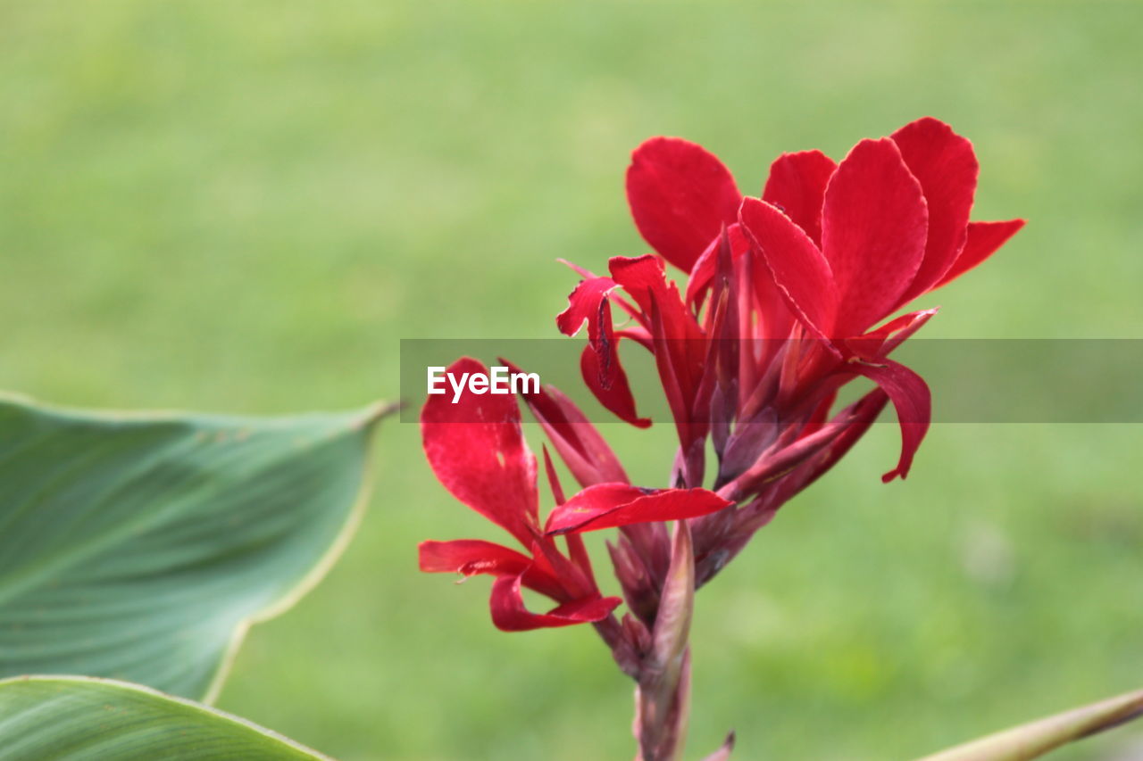 CLOSE-UP OF RED FLOWERING PLANT AGAINST BLURRED BACKGROUND