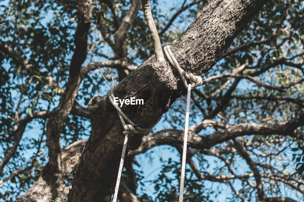 LOW ANGLE VIEW OF A BIRD ON TREE TRUNK