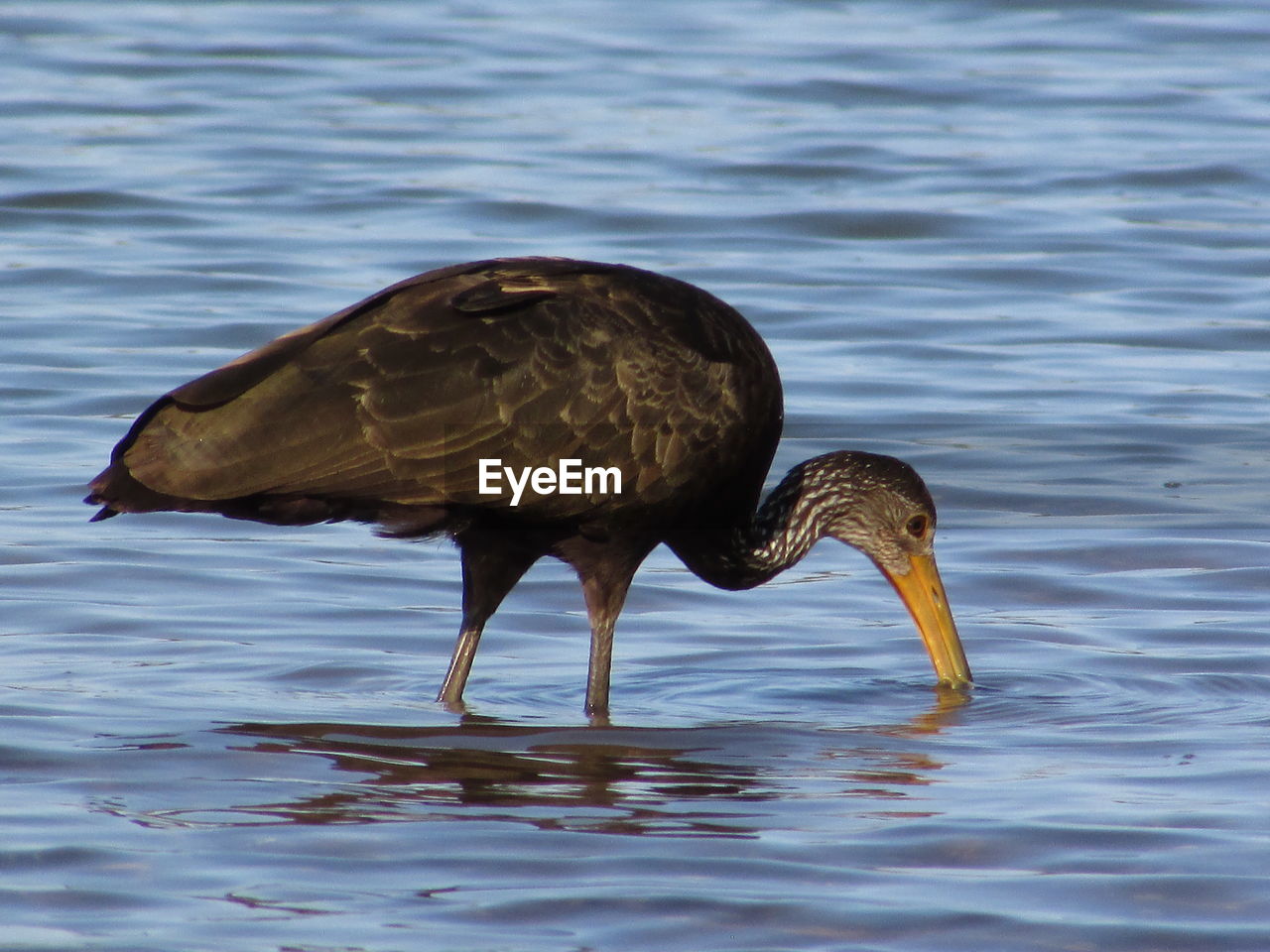 DUCK DRINKING WATER IN LAKE