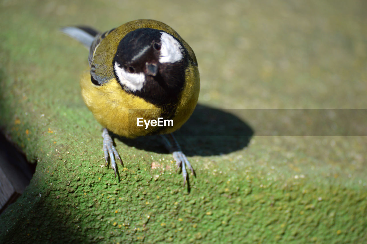 High angle view of bird