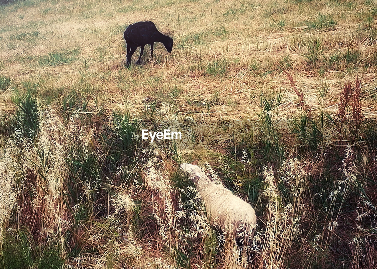 COWS GRAZING IN FIELD