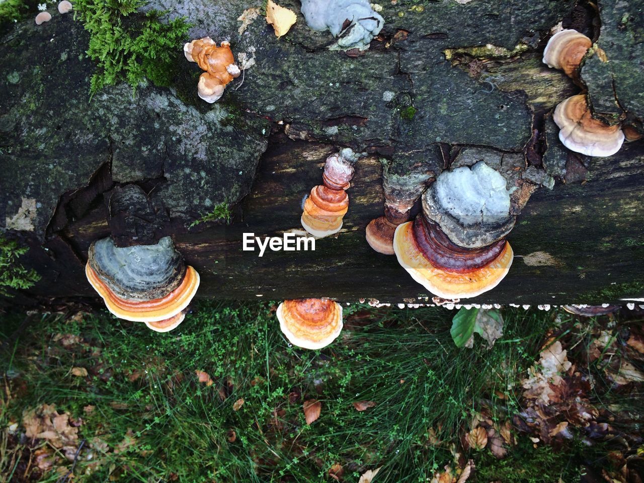 High angle view of mushrooms on field