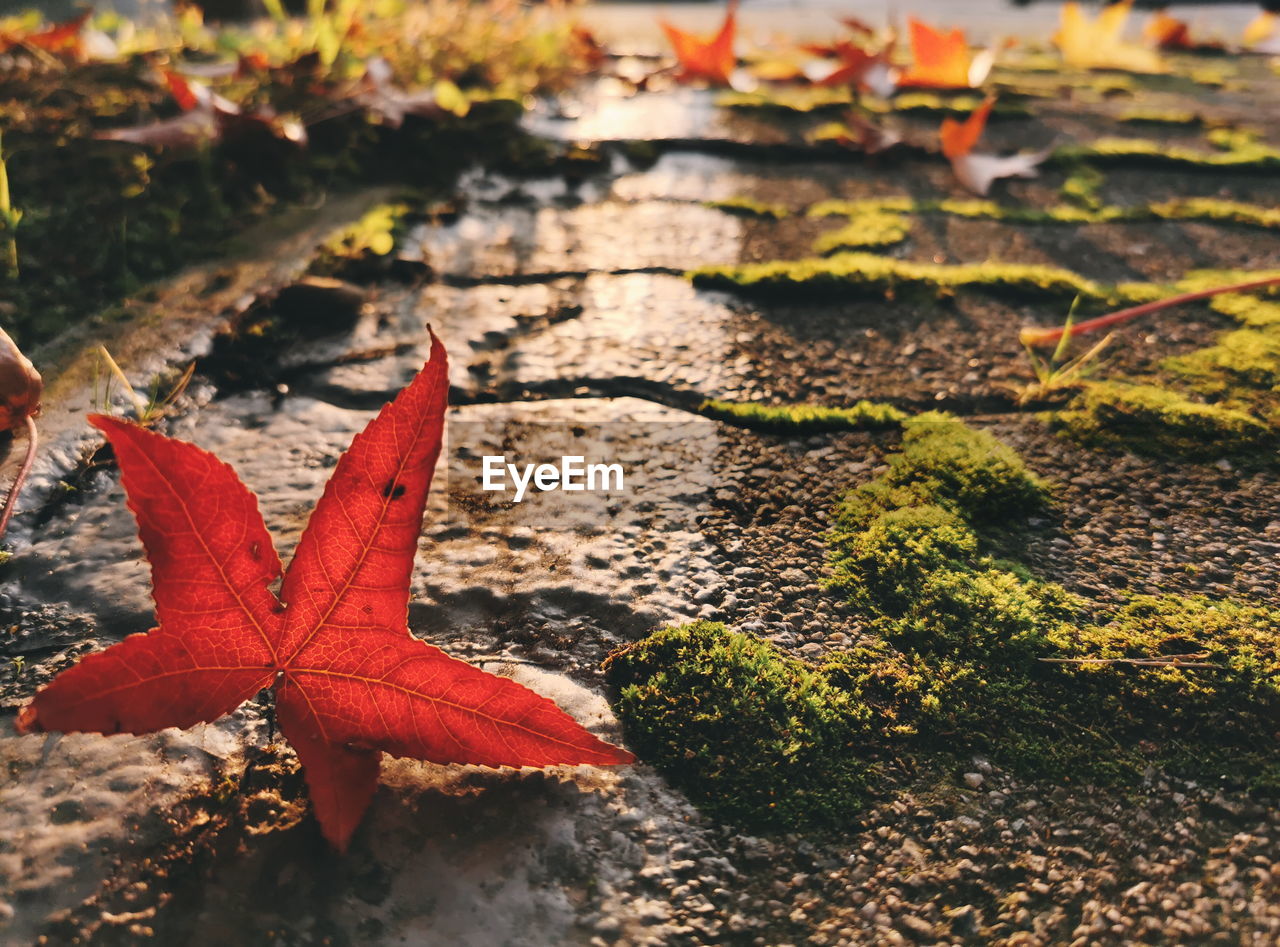 HIGH ANGLE VIEW OF RED MAPLE LEAF ON LAND