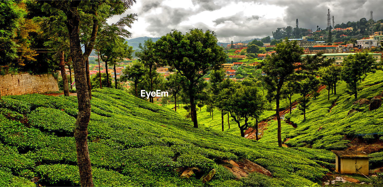 Scenic nature -tea plantation