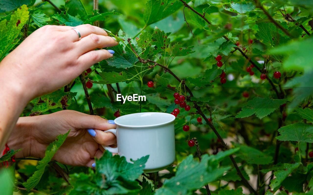 Hand of woman picking red currant in the garden no face