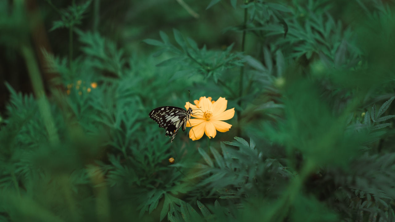 Close-up of butterfly pollinating on yellow flower